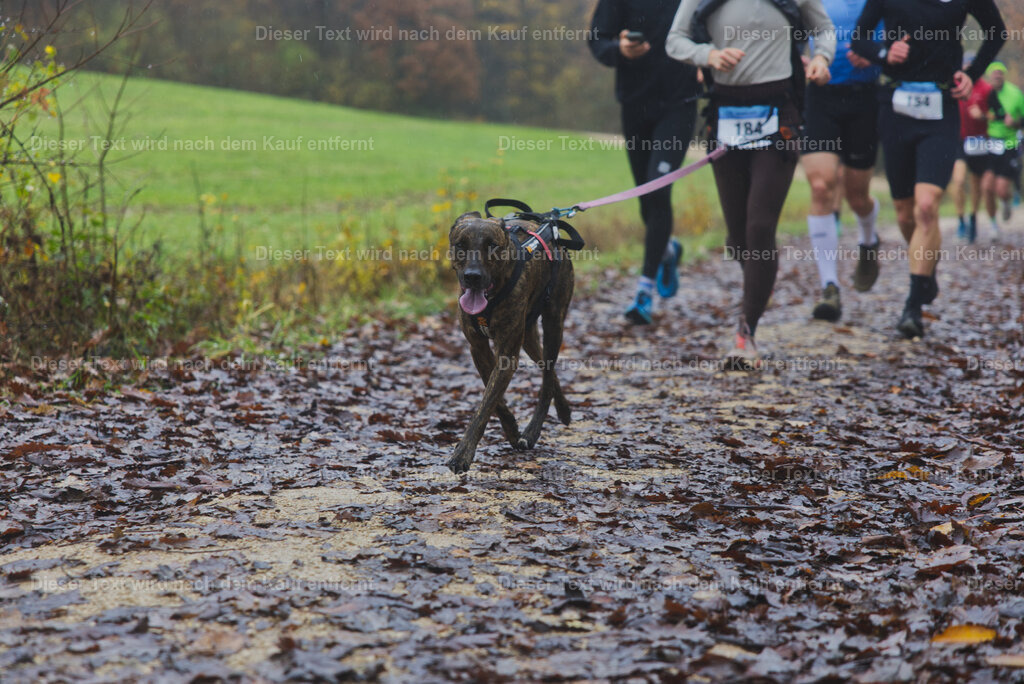 cineathletes-huegelland-2025-11-09-10-17-11 | Sportfotografie rund um Obstacle Course Racing und Trail Run - Realisiert mit Pictrs.com