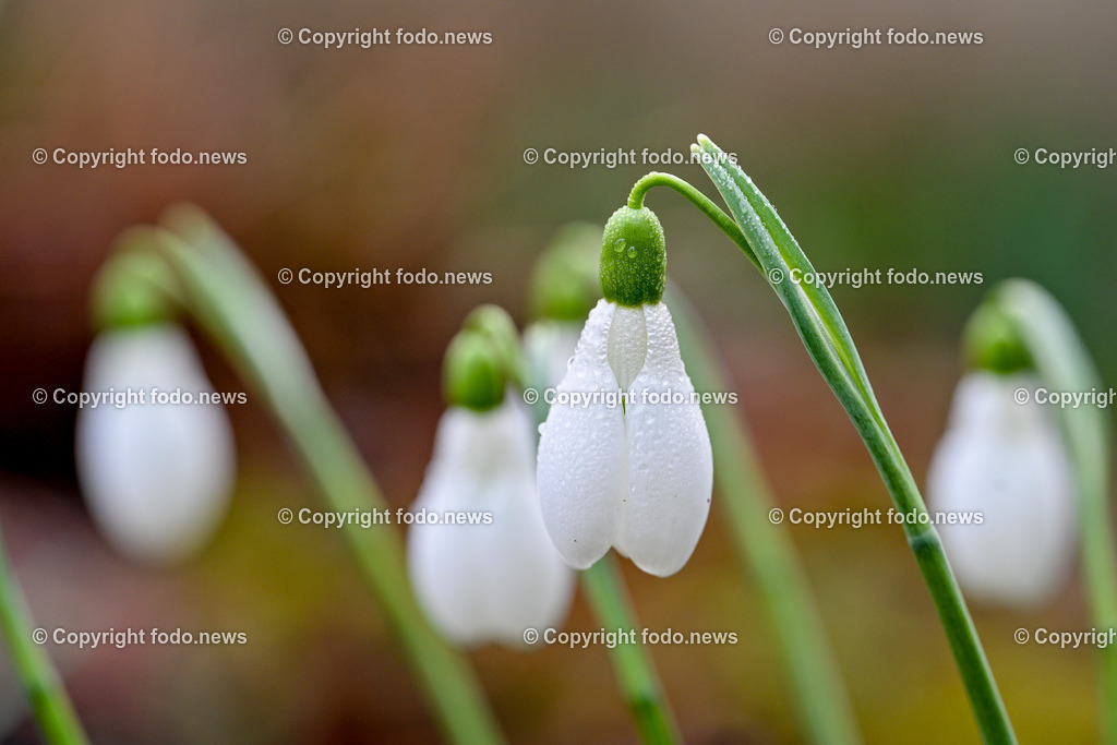 Fruehling_ Blumen_ Fruelingsboten_ 14.02.2024-17 | 14.02.2024, Linz, AUT, Fruehling, Blumen, Fruehlingsboten, im Bild Frühling, Blumen, Frühlingsboten, Fruehling, Fruelingsboten, Schneeglöckerl, Schneegloeckerl, Schneeglöckchen, Schneegloeckchen,  Blütenpflanze, Vorfrühling