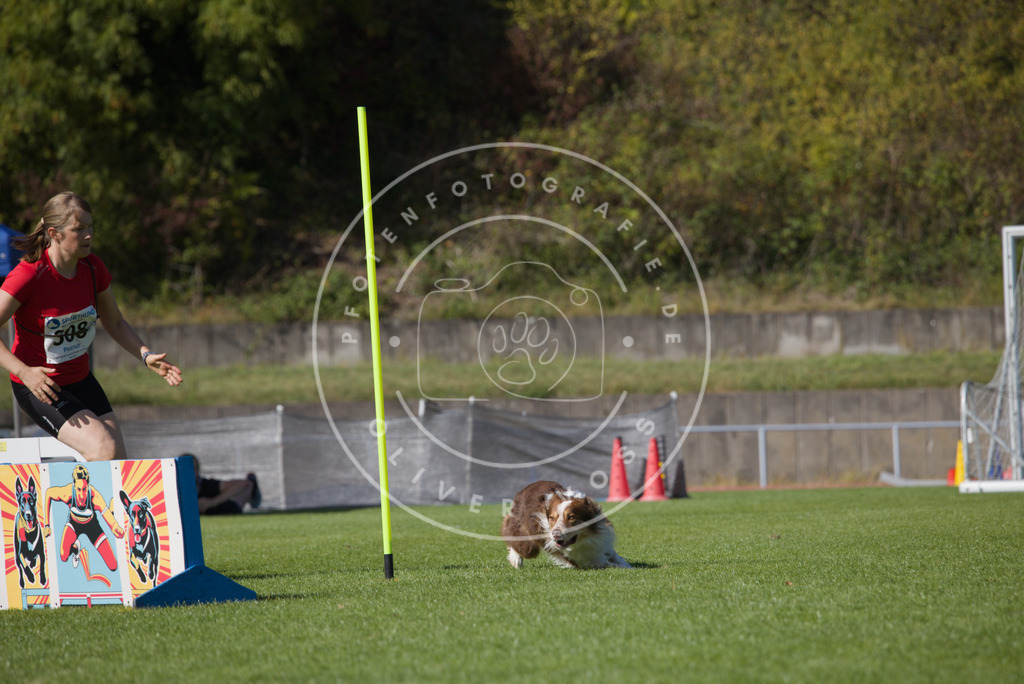 0L8A8071 | Hundefotografie, Tierfotograf, Pfotenfotografie, Fotoshooting Hund, Hunde Portrait, Hundesport, Hundeportraits, Heideshooting, Hunde, Sportfotograf, Hundefotograf, Turnierhundsport, THS,  - Realisiert mit Pictrs.com