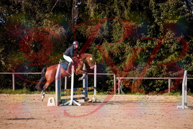 2026_10_03_Siefer-Hof_155400_Z81_73771443 | Professionelle Reitsport-, Turnier- und Eventfotografie von Robert Broda. Galerien mit ausgewählten und bearbeiteten Bildern direkt online ansehen und bestellen.