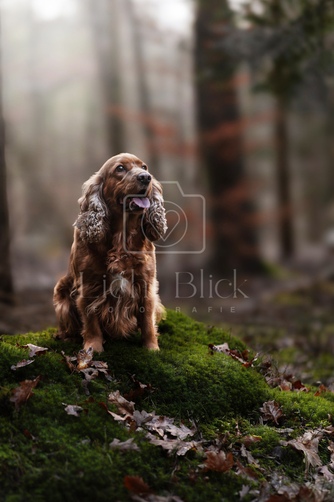 _7M34065-Verbessert-RR Heller | <licht-blick-fotografie><shooting><portraitshooting><tiershooting><landschaftsbilder><shootingbuchen><buchen><fotografbremen> <fotograf niedersachsen><fotografin Bremen und niedersachsen><carshooting><automobilfotografie><auto> - Realisiert mit Pictrs.com
