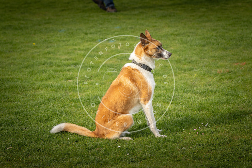 Pfotenfotografie_DV3A4893 | Hundefotografie, Tierfotograf, Pfotenfotografie, Fotoshooting Hund, Hunde Portrait, Hundesport, Hundeportraits, Heideshooting, Hunde, Sportfotograf, Hundefotograf, Turnierhundsport, THS,  - Realisiert mit Pictrs.com