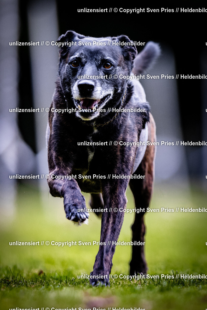 Sven Pries | 2025-10-03 - Hunderennen Obergrombach - Realisiert mit Pictrs.com