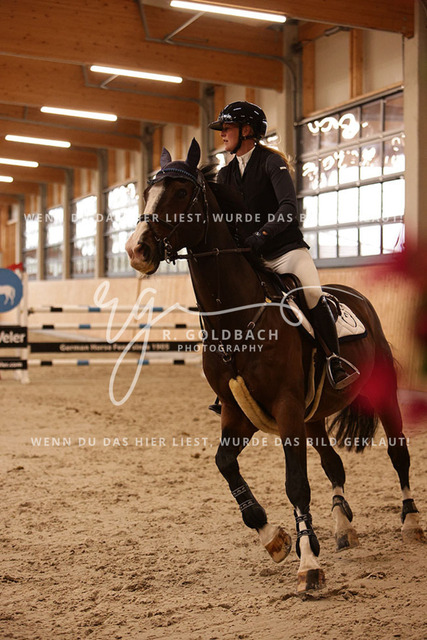 1J2A6769Franziska Klöpper_ Cetellus_ Kn110_ Glantz_ Hohen Wieschendorf | Foto- und Videografie für alles rund ums Pferd. Hochwertige Bilder und Videos vom Spring- und Dressurreiten, Voltigieren & mehr. Jetzt aktuelle Veranstaltungen und Preise im Shop ansehen. - Realisiert mit Pictrs.com