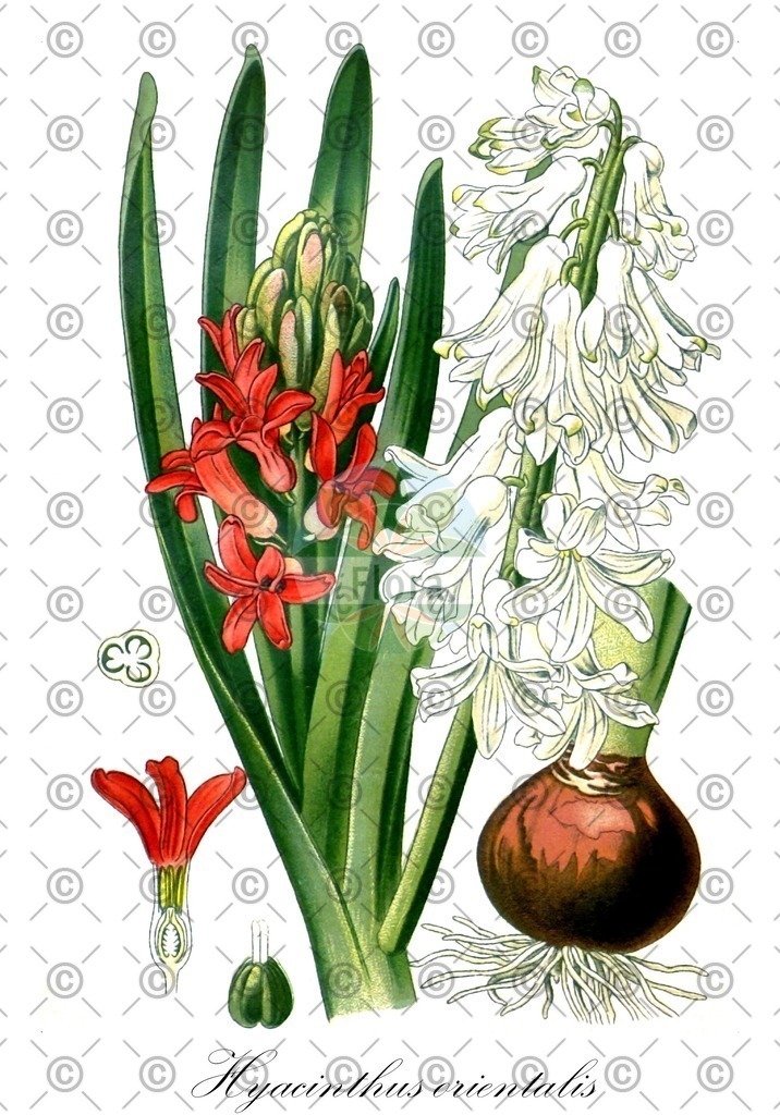 HistAbb_wfo-0000725951_1_ENZY_Simple | Historische Abbildung von Hyacinthus orientalis - Asparagaceae (Hyazinthe) | Historical Illustration of Hyacinthus orientalis - Asparagaceae