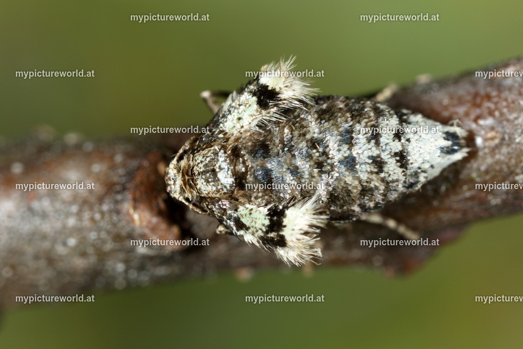 Operophtera brumata-004 | Das Bilderarchiv über Tiere, Planzen und Landschaften. In der Bilddatenbank finden Sie ein große Auswahl an hochwertigen Bilder für Ihre Werbung - Realisiert mit Pictrs.com