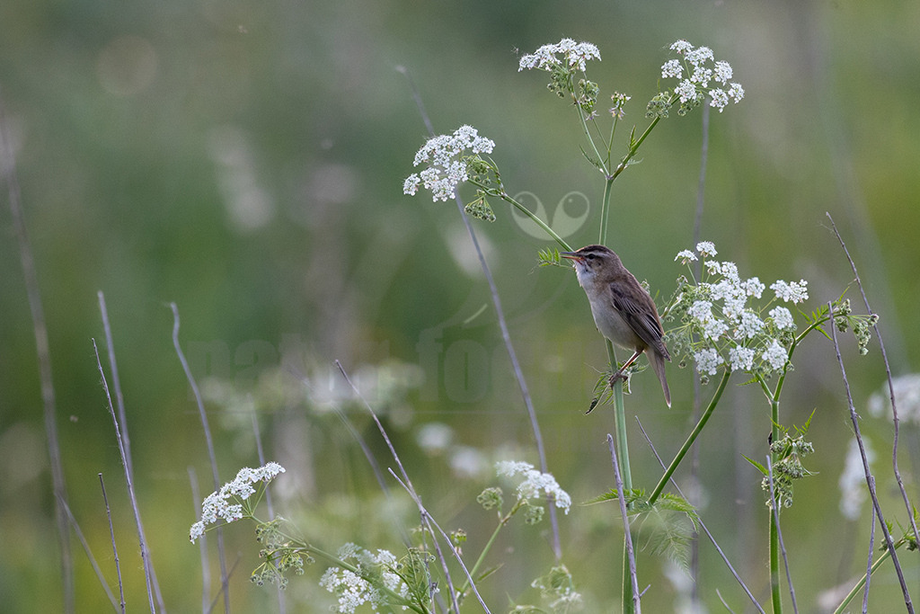 R6NF5144-20230514 | Beim Spaziergang durch dichte Schilfgürtel hört und sieht man den kleinen Rohrsänger in ganz Nord- und Mitteleuropa. Er gehört zur typischen Avifauna von vegetationsreichen Feuchtgebieten und ist zudem lebhaft und wenig scheu. - Realisiert mit Pictrs.com