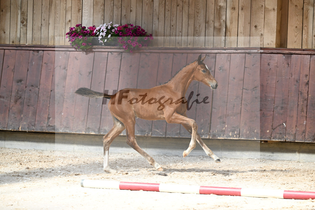 Kat-Nr. 23 SF Va Bene x Imperio_Schindele_32240296 | hf-fotografie - Realizzato con Pictrs.com