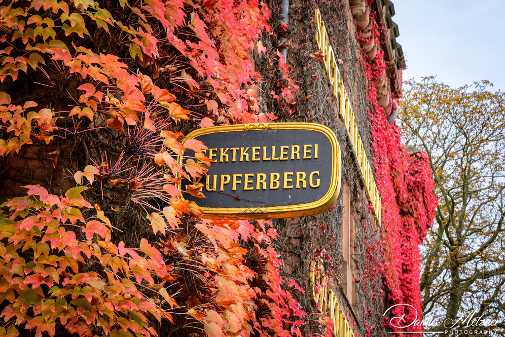 DSC_4731 | Fotografien, Fotos und Bilder aus Mainz, Frankfurt, Wiesbaden und anderen Orten auf der Welt - Fotografiert von Darius Metzner