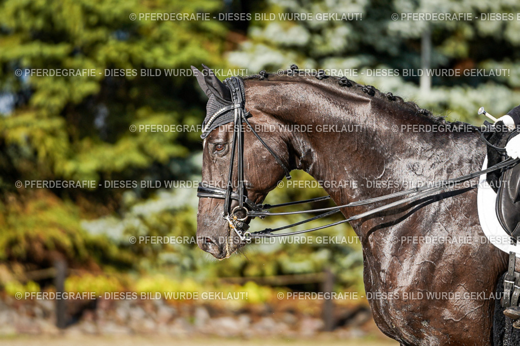 DSC00604 | Pferdegrafie