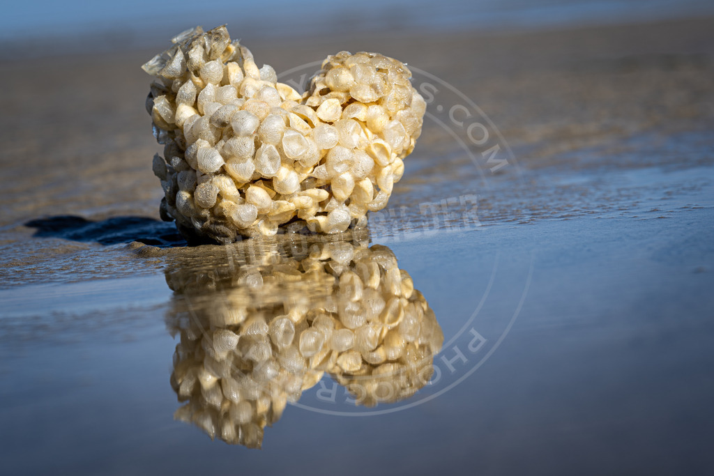 Wellhornschneckeneier-Verbessert-RR | Strandgut Wellhornschnecke