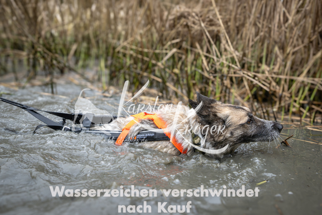 1020_ZZ98986 | kk-dogfotos