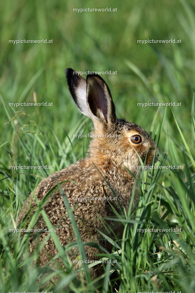 Feldhase-090 | Das Bilderarchiv über Tiere, Planzen und Landschaften. In der Bilddatenbank finden Sie ein große Auswahl an hochwertigen Bilder für Ihre Werbung - Realisiert mit Pictrs.com