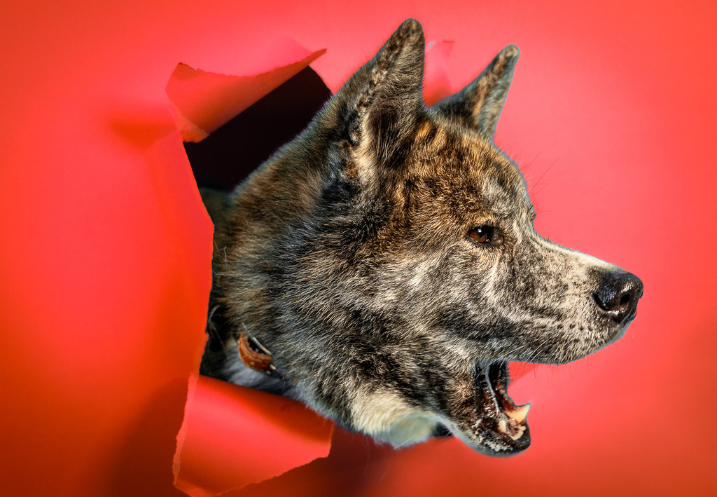 allesWIRTHgut Tierfotografie - 7IV03327 | Professionelle Tierfotografie in Mönchengladbach von Daniel Wirth (allesWIRTHgut). Liebevolle & natürliche Bilder von Hunden & Katzen für unvergessliche Erinnerungen.