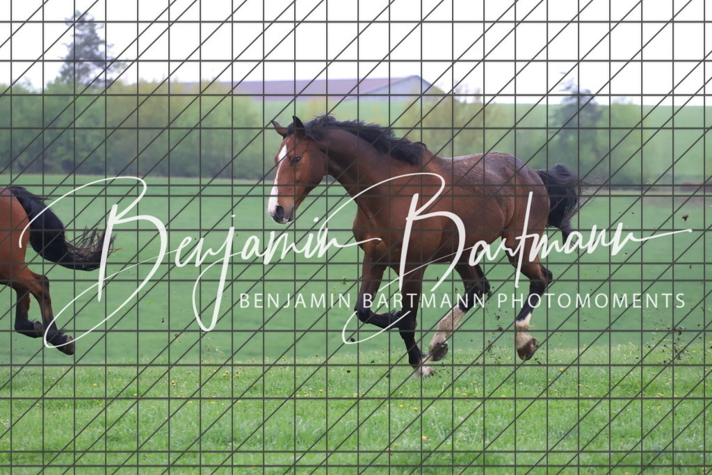 IMG_4282 | Benjamin Bartmann Photomoments