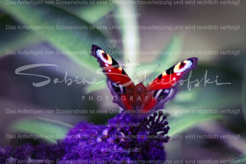 Wandbild Pfauenauge | People- und Tierfotografie, Imageaufnahmen, Veranstaltungsfotografie und Wandbilder aus der Natur ★ Made in Germany ✔️ Druck + Downloads ✔️ Naturfotografie in Top Qualität ★ schneller Versand, weltweite Lieferung! - Realisiert mit Pictrs.com
