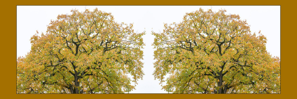 Eichen im Herbst | In besinnlichen Herbstfarben leuchtet das Blättermeer der Eichen, die beim Amtsgericht in Meldorf stehen. — Das Bild zeigt eine Spiegelung von zwei hintereinander stehenden Eichen. Auflösung des Originals: 18600 x 6200 px. - Realisiert mit Pictrs.com