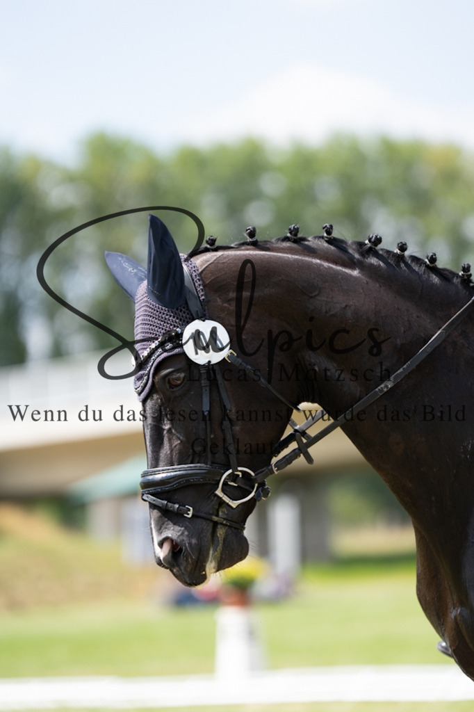 A7V09941 | Pferdefotograf