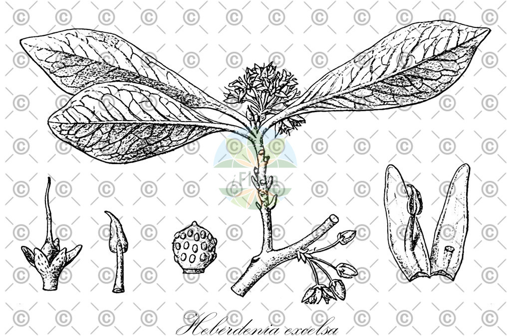HistAbb_wfo-0001063079_1_ENZY_Simple | Historische Abbildung von Heberdenia excelsa - Primulaceae | Historical Illustration of Heberdenia excelsa - Primulaceae