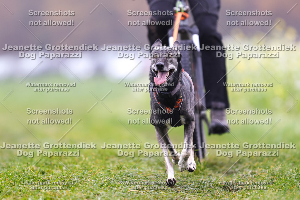 Dog Paparazzi - Visbeck 25 -150 | Dog Paparazzi Jeanette Grottendiek Fotografie & Videografie - Realisiert mit Pictrs.com