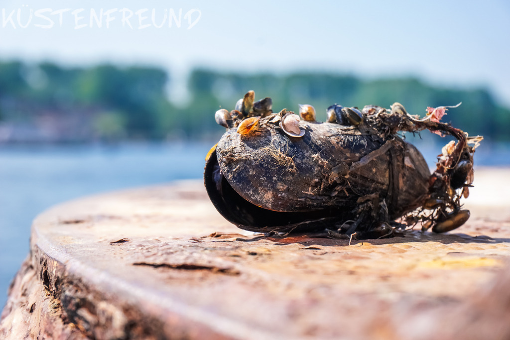 Miesmuschel Travemünde | Entdecke deine Lieblingslandschaft von der Küste – auf Ostsee Leinwand, Nordsee Leinwand, Alu Dibond oder Acrylglas, passend für jeden Geschmack und Raum.