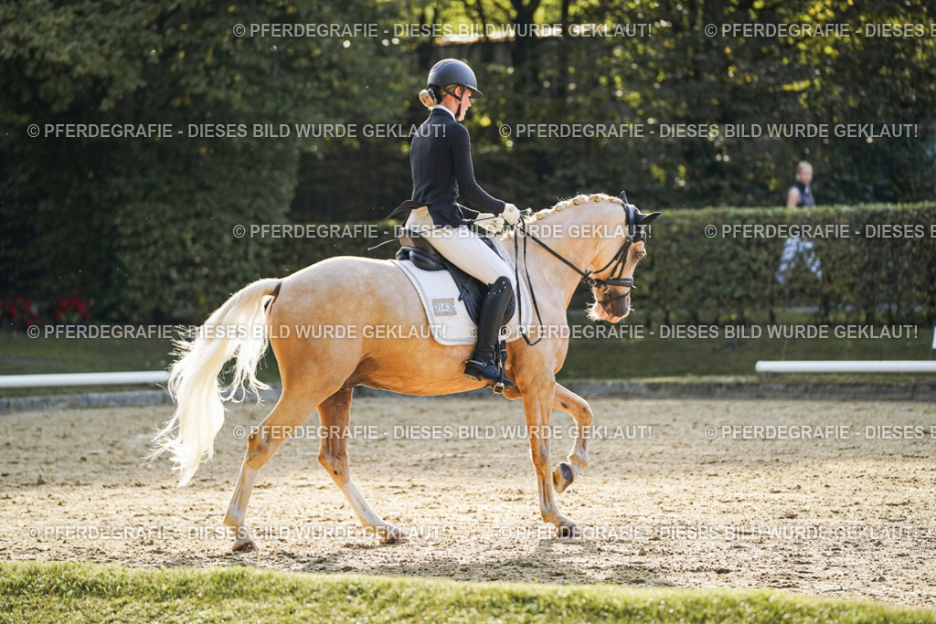 DSC04947 | Pferdegrafie