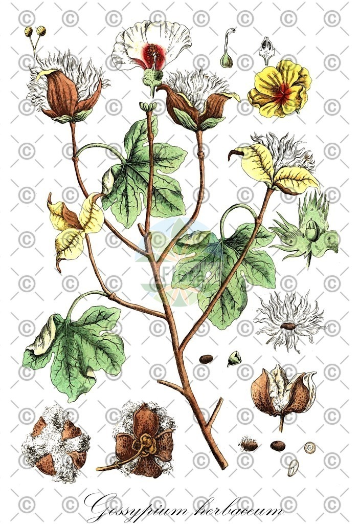 HistAbb_wfo-0001347233_1_ENZY_Simple | Historische Abbildung von Gossypium herbaceum - Malvaceae | Historical Illustration of Gossypium herbaceum - Malvaceae
