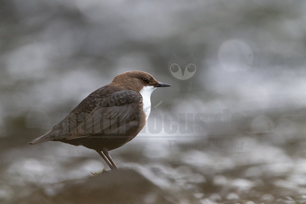 R6M31672_20260502 | Eine Wasseramsel (Cinclus cinclus) steht im Profil auf einem moosbewachsenen Felsen am Ufer eines Gewässers. Der Vogel hat ein dunkelbraunes Gefieder am Kopf und Rücken, einen auffälligen weißen Brustlatz und einen dunklen Schnabel. Der Hintergrund ist unscharf und zeigt das graue, leicht glitzernde Wasser. - Realisiert mit Pictrs.com