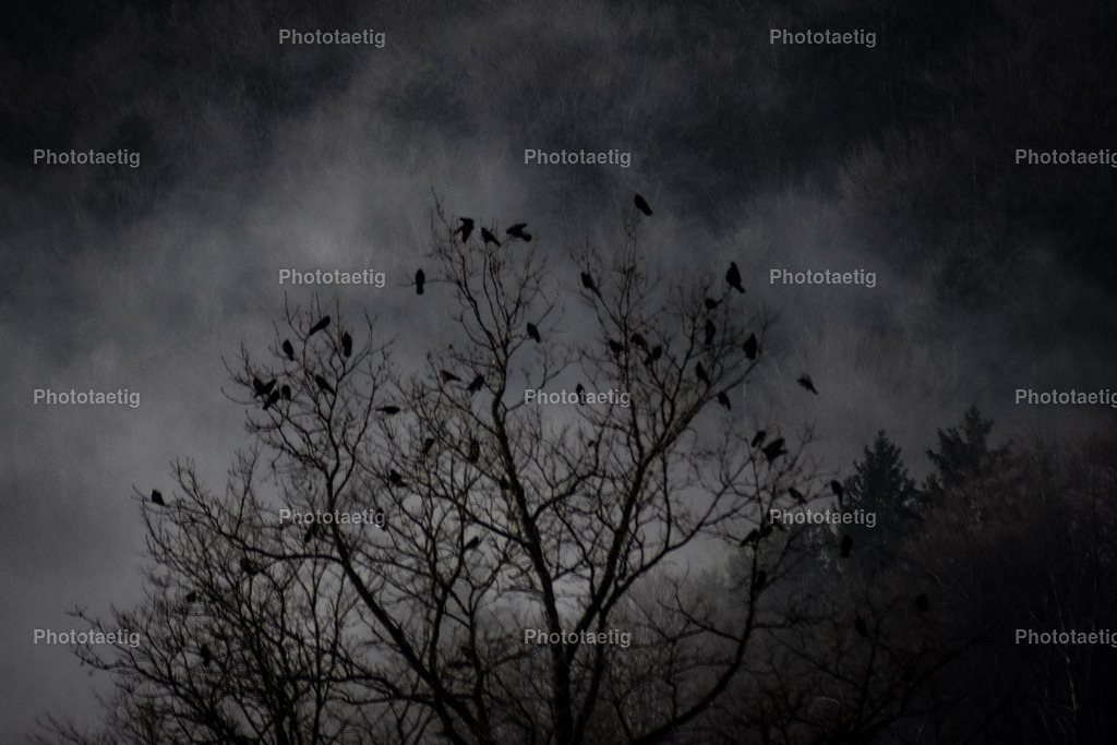 IMG_6009 | phototaetig