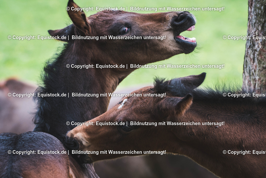 20170511_Fohlen_0063 | Foto: Thomas Hartig