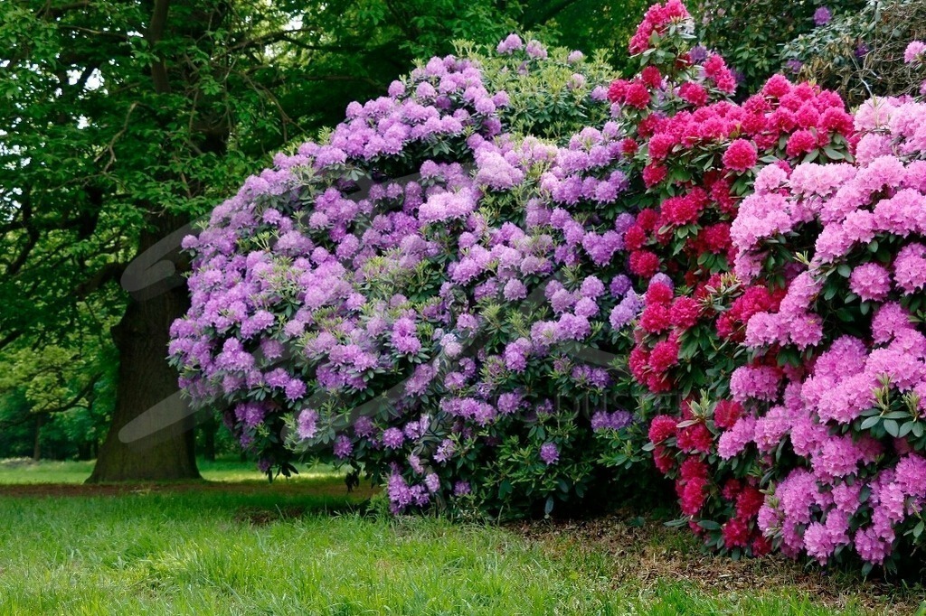 NatureArt-FLOWERPOWER_5575 | Ein Traum in lila | #002 | Modell: Madeline | Foto: Anke Pallokat - Realisiert mit Pictrs.com