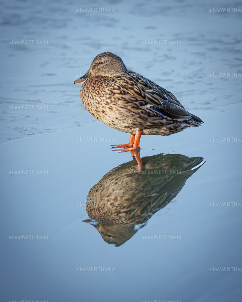 Daniel Wirth - www.allesWIRTHwild.de -7IV04814 | Entdecke die faszinierende Welt der Natur- und Wildlife-Fotografie von Daniel und Bärbel. Inspirierende Bilder von wilden Tieren und kleinen Naturwundern.