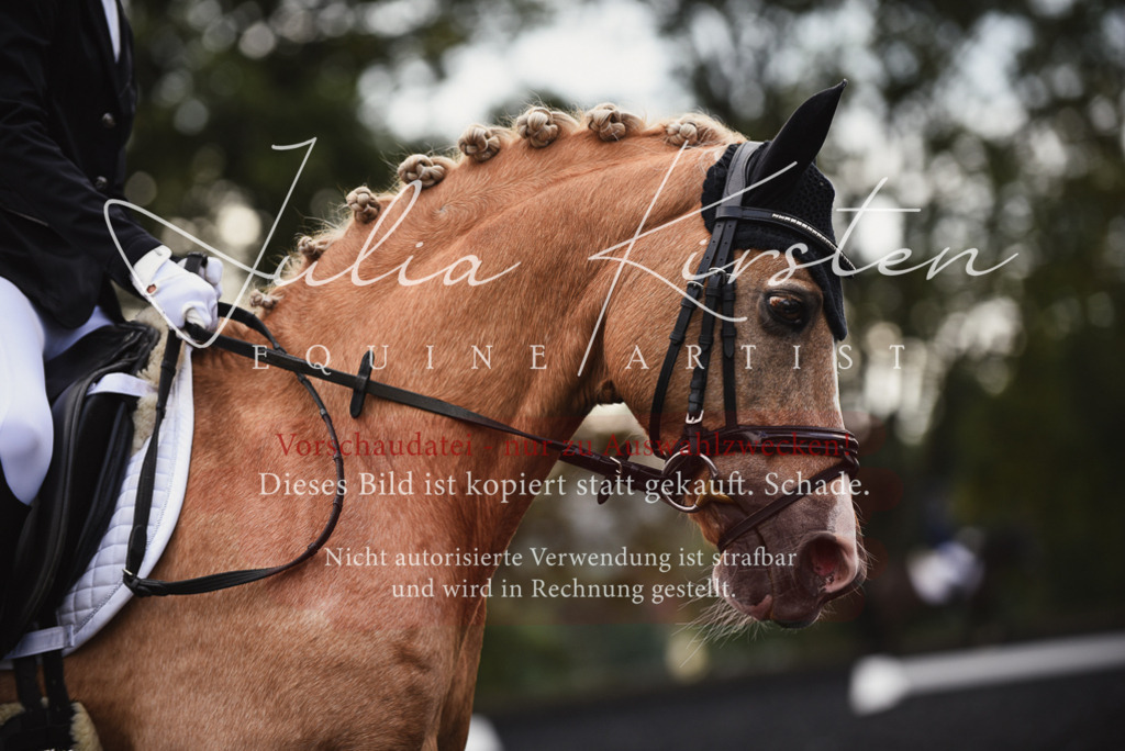 DSC_3841 | Pferde- und Turnierfotografie in Westsachsen. Pferdeportraits, Auftragszeichnungen und intuitive Kunst.
