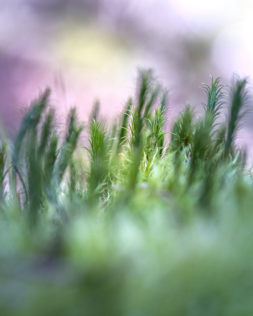 Moos | Makroaufnahme von Moos  - Realisiert mit Pictrs.com