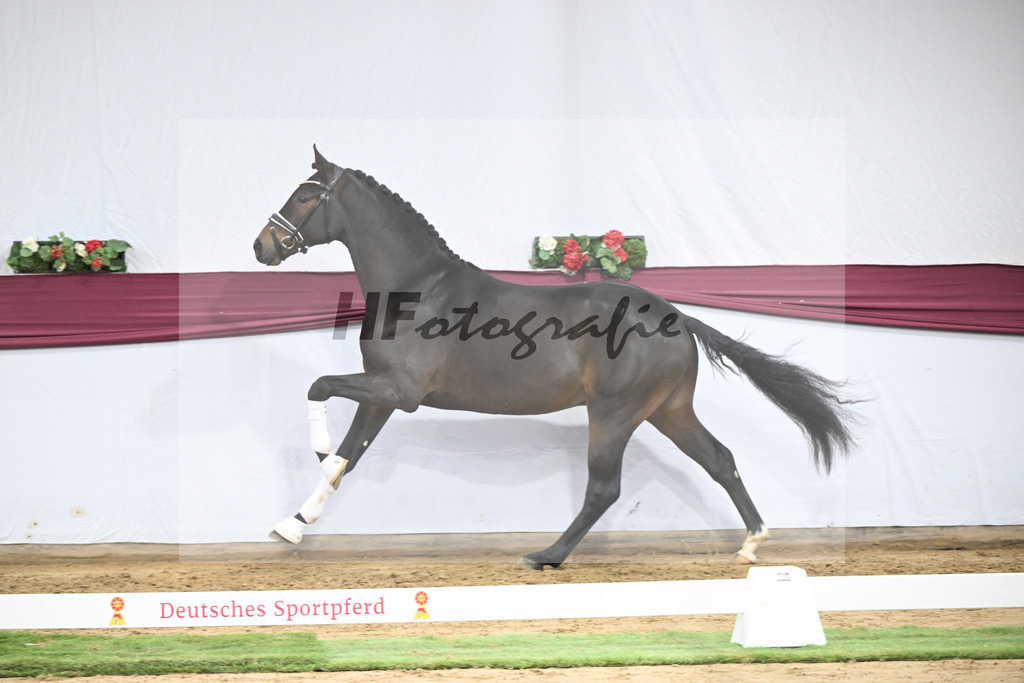 Kat-Nr. 67 Extra Gold x Showmaker_Matthias Schlamminger GmbH_47252557 | hf-fotografie - Realisiert mit Pictrs.com