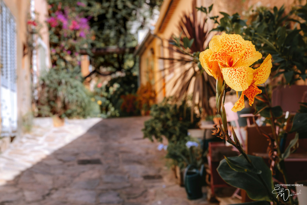 Bormes-les-Mimosas | Herzlich willkommen auf meiner Seite! Ich bin Elke Wallnisch, Deine Fotografin für lichtstarke Momente. Der Name steht für alles, was mich mit der Fotografie verbindet: Das Licht und seine machtvolle Wirkung auf eine Situation oder unsere Stimmung - Realisiert mit Pictrs.com