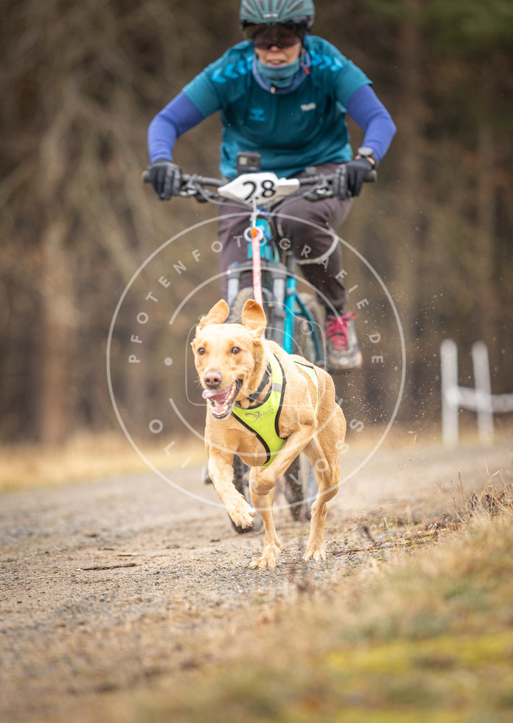 DV3A3324 | Hundefotografie, Tierfotograf, Pfotenfotografie, Fotoshooting Hund, Hunde Portrait, Hundesport, Hundeportraits, Heideshooting, Hunde, Sportfotograf, Hundefotograf, Turnierhundsport, THS,  - Realisiert mit Pictrs.com