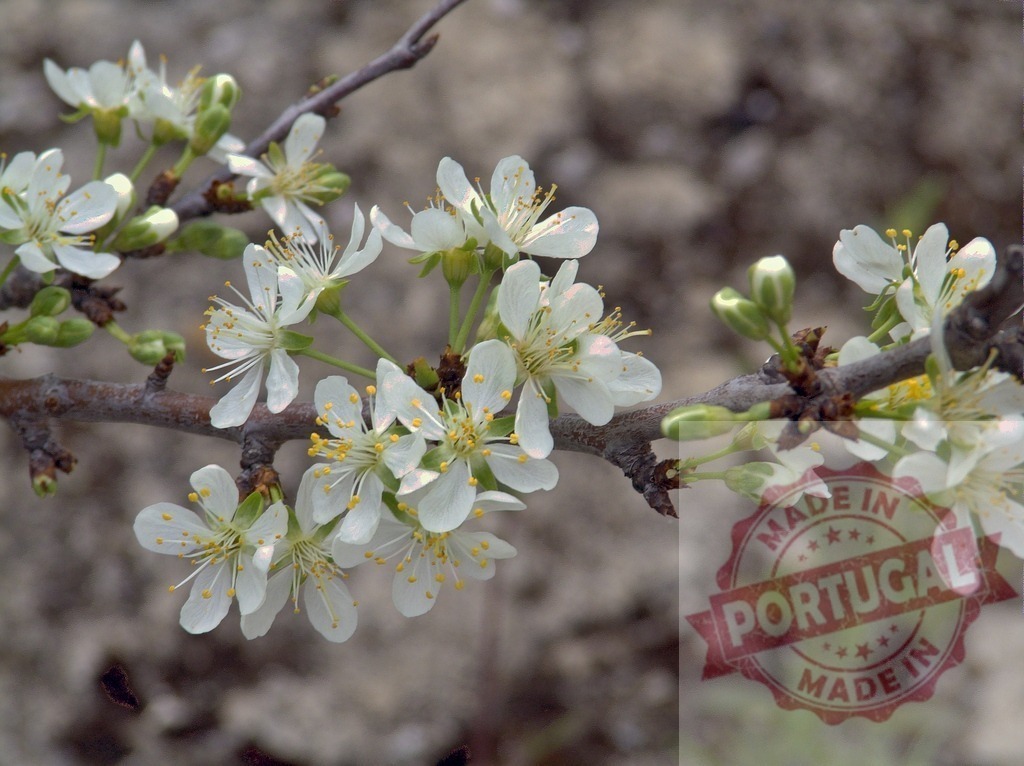 Delicate white flowers blooming on a branch in spring | Close-up of delicate white flowers blooming on a tree branch, capturing the essence of springtime renewal and beauty - Realisiert mit Pictrs.com