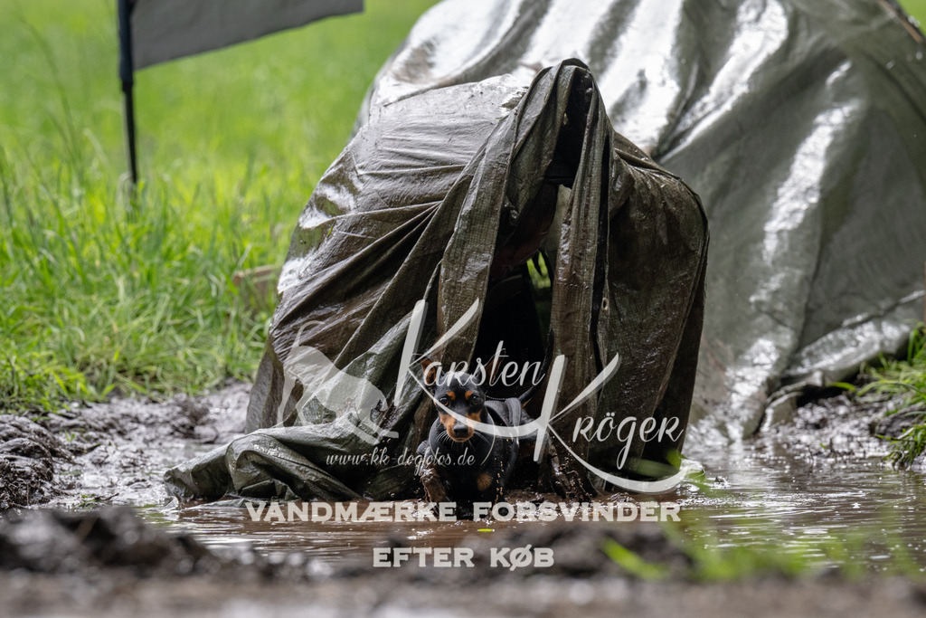 0952_ZZ92129 | kk-dogfotos