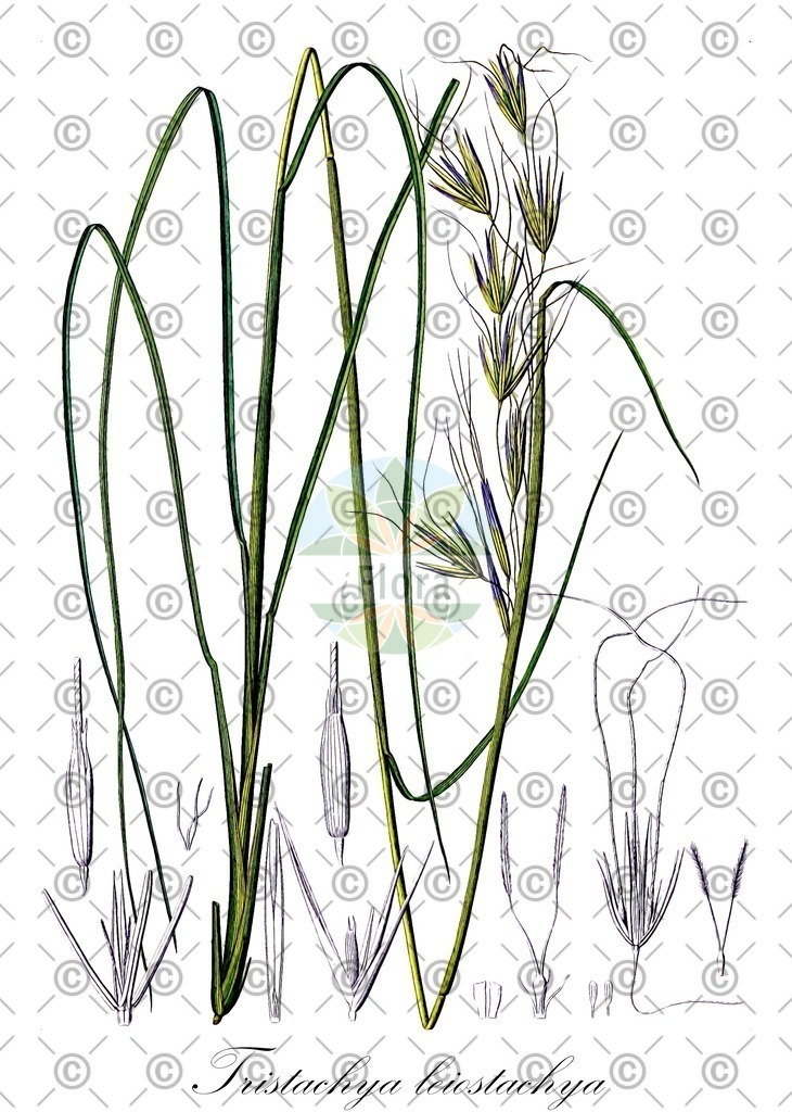 HistAbb_wfo-0000328618_1_ENZY_Simple | Historische Abbildung von Tristachya leiostachya - Poaceae | Historical Illustration of Tristachya leiostachya - Poaceae