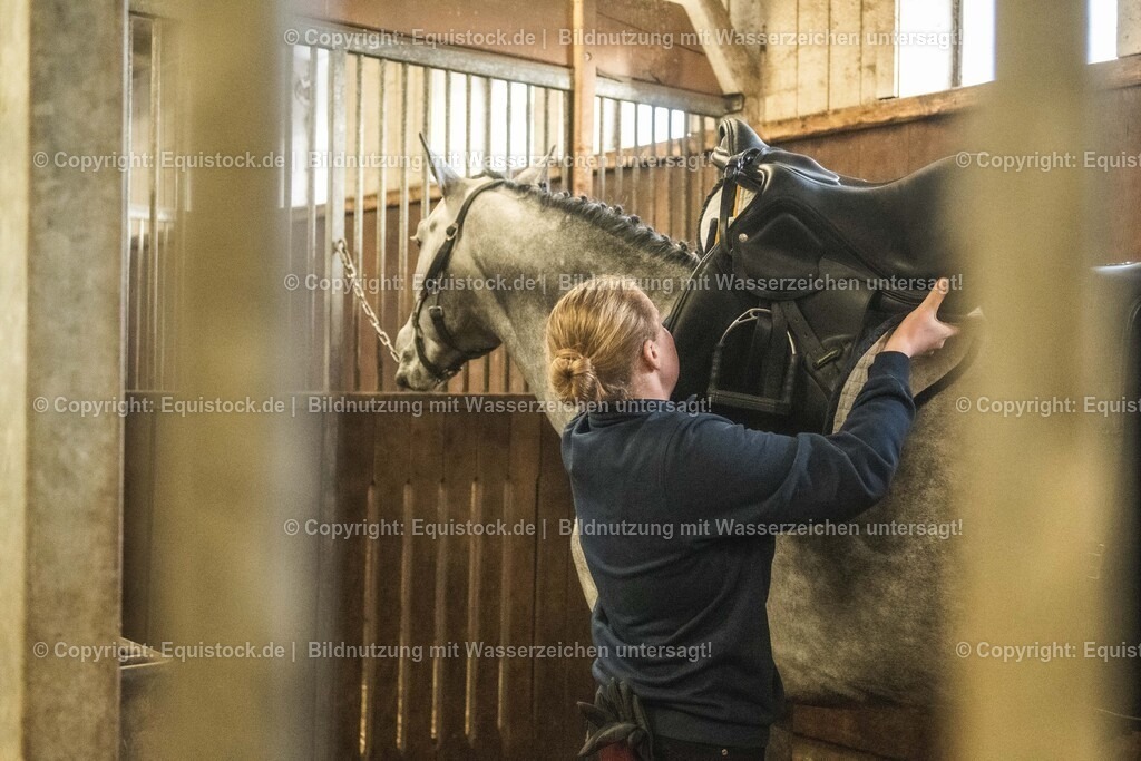 20240302_Hengstvorstellung_Marbach_TOMsPiC_0027 | equistock