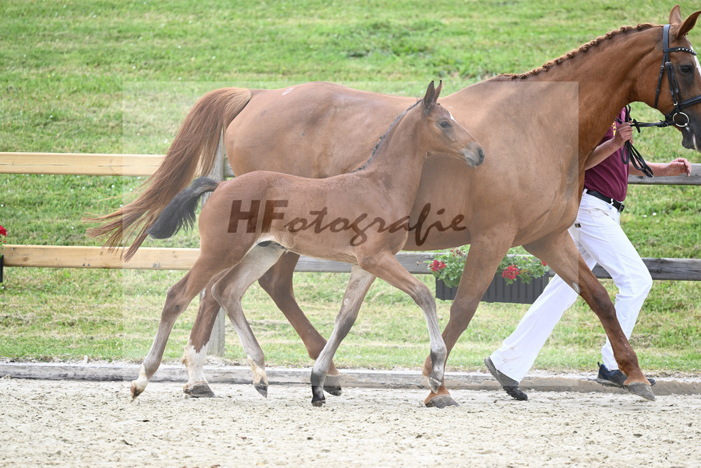Kat-Nr. 23 HF Emperor_Feigl_17230608 | hf-fotografie - Realizzato con Pictrs.com