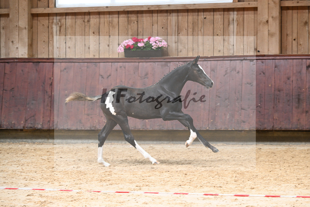 Kat-Nr. 10 HF Jameson RS2_Gestuet Greim_26230188 | hf-fotografie - Realisiert mit Pictrs.com