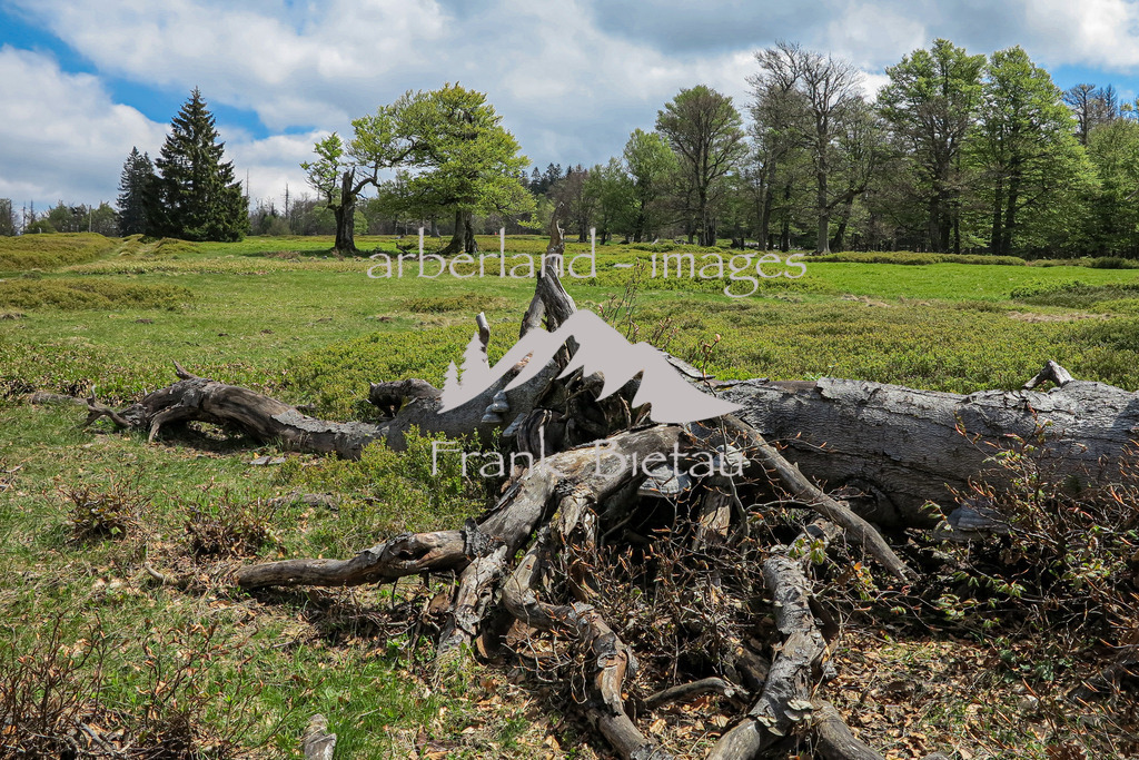 IMG_2058 | Hochschachten