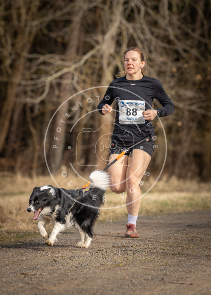 DV3A3890 | Hundefotografie, Tierfotograf, Pfotenfotografie, Fotoshooting Hund, Hunde Portrait, Hundesport, Hundeportraits, Heideshooting, Hunde, Sportfotograf, Hundefotograf, Turnierhundsport, THS,  - Realisiert mit Pictrs.com