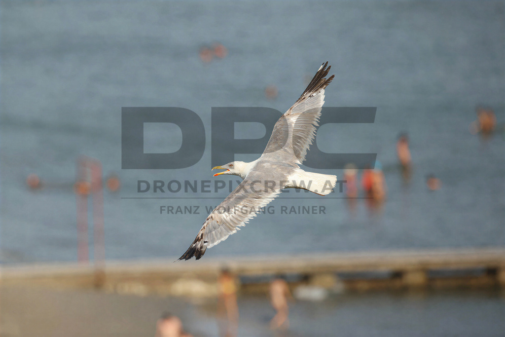 Yellow-legged Gull (Larus michahellis) | Yellow-legged Gull (Larus michahellis), a large gull species commonly found along Mediterranean coasts, rocky shorelines, harbours and coastal areas. - Realisiert mit Pictrs.com