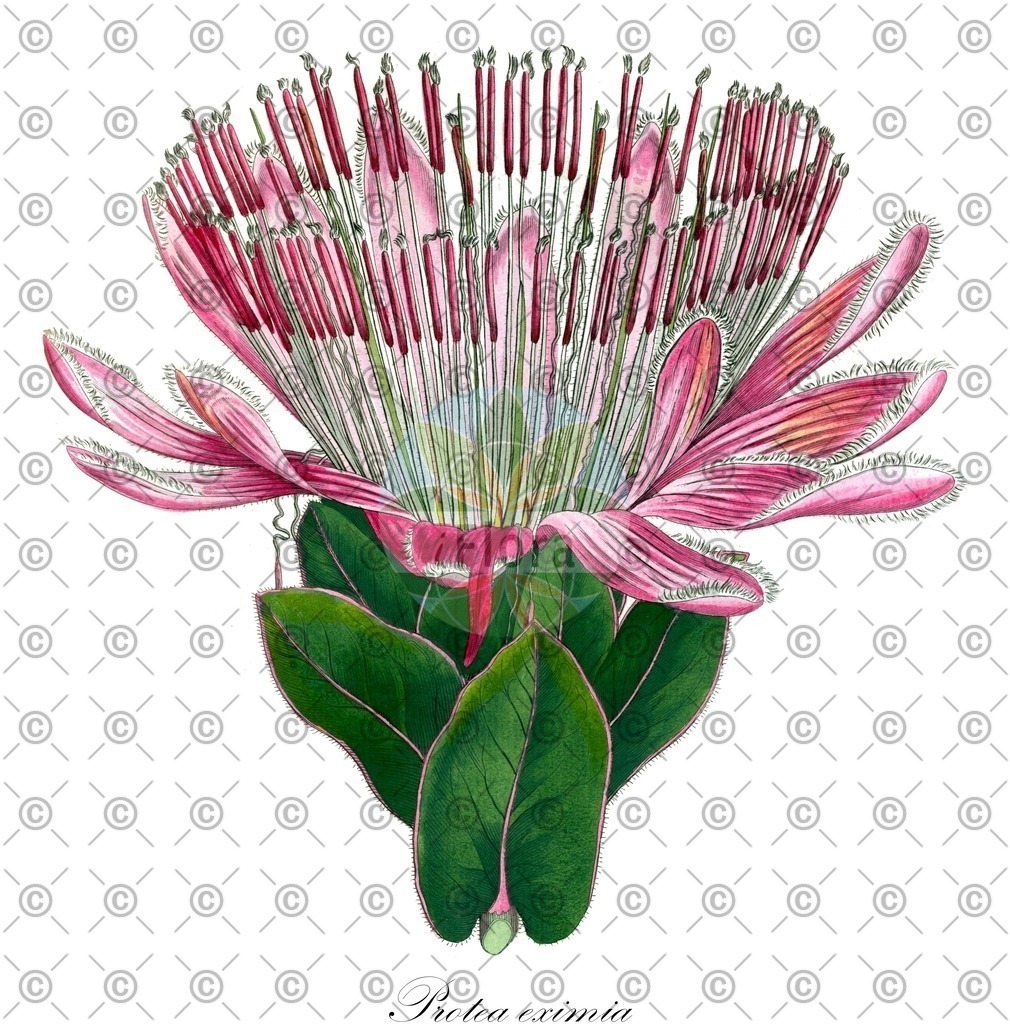 HistAbb_wfo-0000110853_1_ENZY_Simple | Historische Abbildung von Protea eximia - Proteaceae | Historical Illustration of Protea eximia - Proteaceae