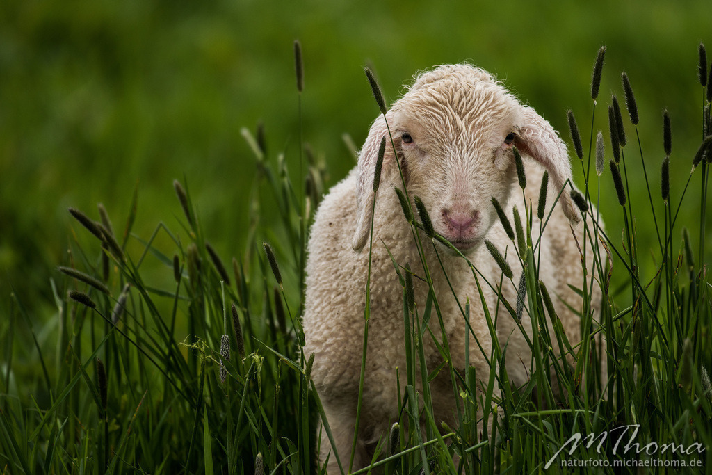 Lamm im hohen Gras | Dies ist der Online-Shop von naturfoto.michaelthoma.de. Ich bin leidenschaftlicher Naturfotograf und fotografiere von der Andromedagalaxie bis zum Zwergtaucher, von der Ameise bis zum Orionnebel alles was mit Natur zu tun hat. Hier kann eine Auswahl meine - Realisiert mit Pictrs.com