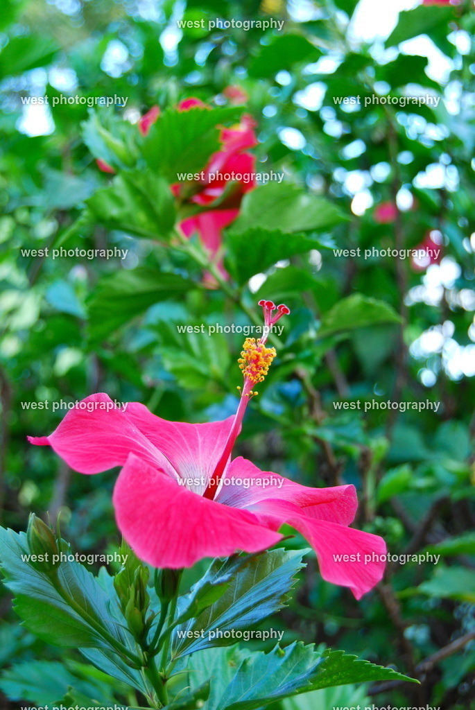 Rapa Nui flower 2 - CHI 2011 | west photography - Realisiert mit Pictrs.com