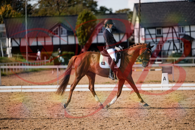 2026_10_03_Siefer-Hof_132758_Z63_87491005 | Professionelle Reitsport-, Turnier- und Eventfotografie von Robert Broda. Galerien mit ausgewählten und bearbeiteten Bildern direkt online ansehen und bestellen.